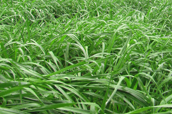 黑麦草什么时候播种，春季2~4月或秋季9~11月