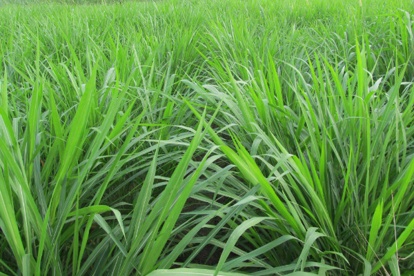 黑麦草什么时候播种，春季2~4月或秋季9~11月