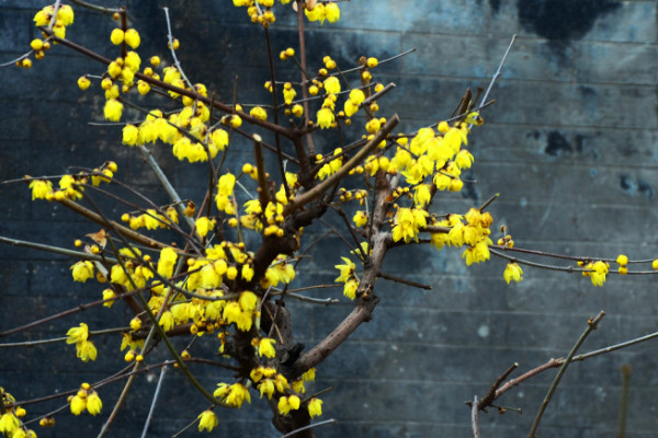 水培扦插腊梅生根最快方法,在11月~12月进行扦插