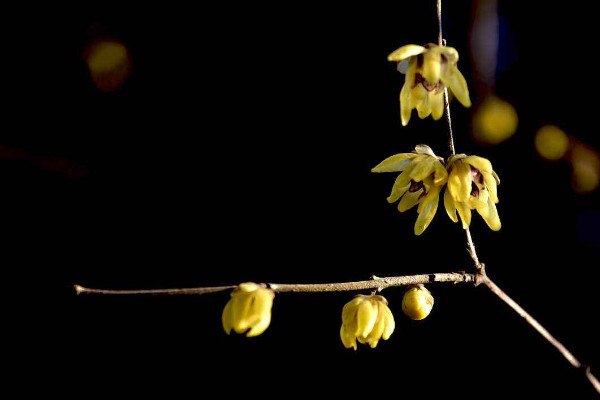 水培扦插腊梅生根最快方法,在11月~12月进行扦插