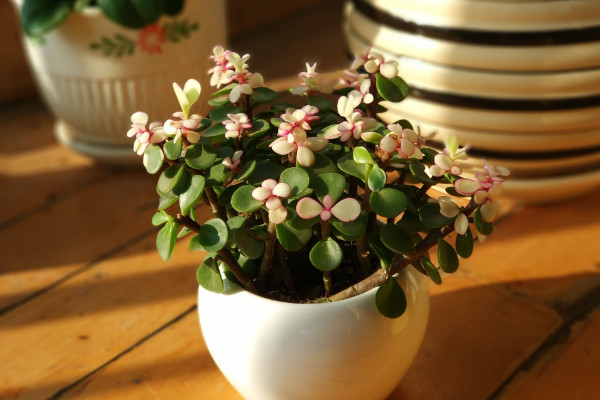 金枝玉叶子变红的秘密,保证温差/光照充足/少浇水