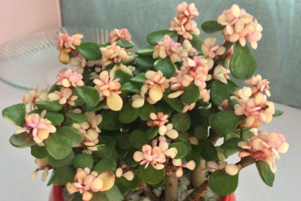 金枝玉叶子变红的秘密,保证温差/光照充足/少浇水