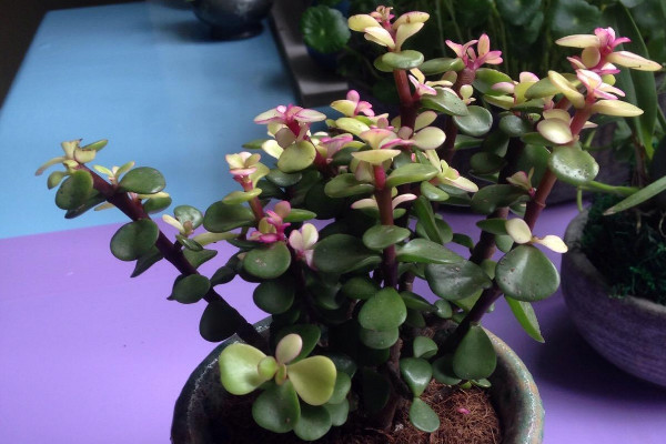 金枝玉叶子变红的秘密,保证温差/光照充足/少浇水