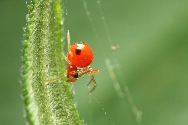 红蜘蛛用什么药最有效,本丁哒螨灵乳油药效超强