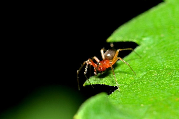 红蜘蛛用什么药最有效,本丁哒螨灵乳油药效超强