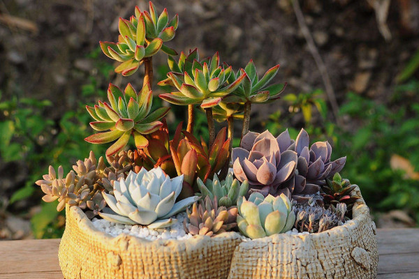 多肉土自己怎么配，保障土壤透气排水性和干净清洁