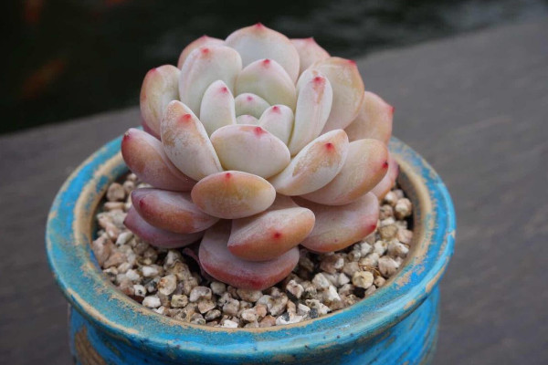 多肉土自己怎么配，保障土壤透气排水性和干净清洁