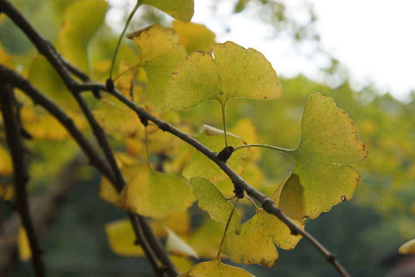 杏树最佳修剪时间,冬季修剪最为合适