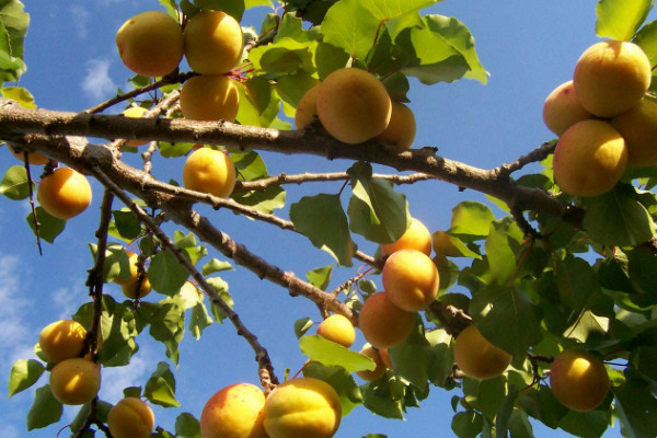 杏树最佳修剪时间,冬季修剪最为合适