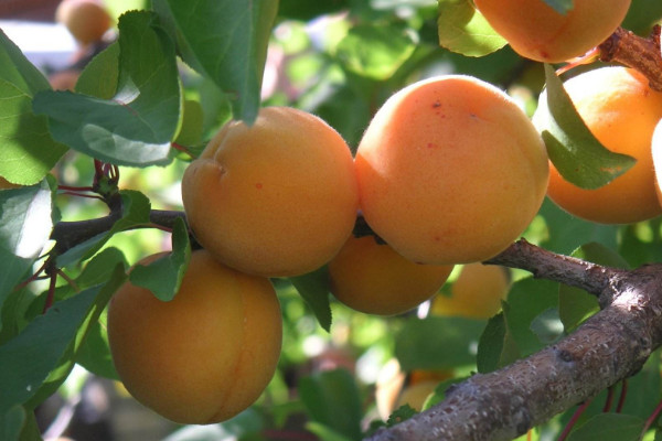 杏树最佳修剪时间,冬季修剪最为合适