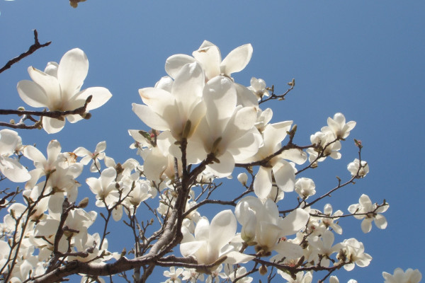 玉兰花的寓意和象征，品性高洁/情意坚贞