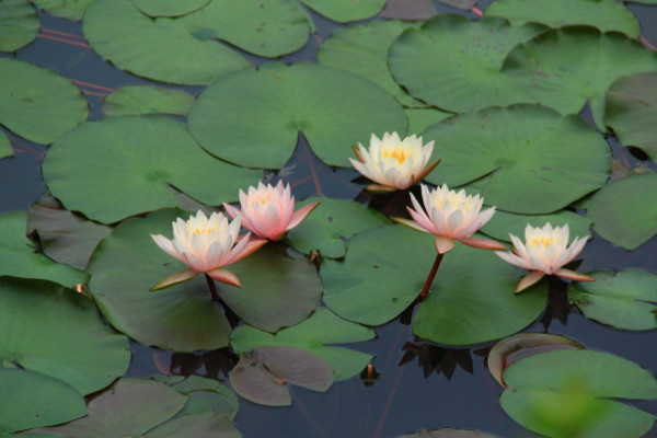 睡莲根可以全水养吗,水养时需要保障通风光照充足