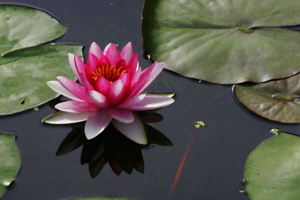 睡莲根可以全水养吗,水养时需要保障通风光照充足