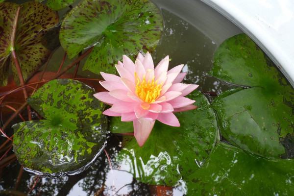 睡莲根可以全水养吗,水养时需要保障通风光照充足