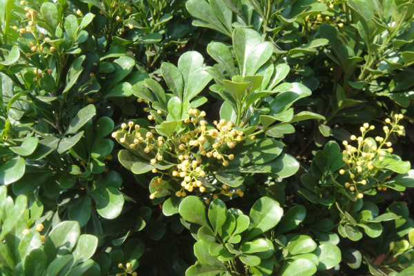 米兰叶子发黄怎么办,调整浇水及光照/通风换盆