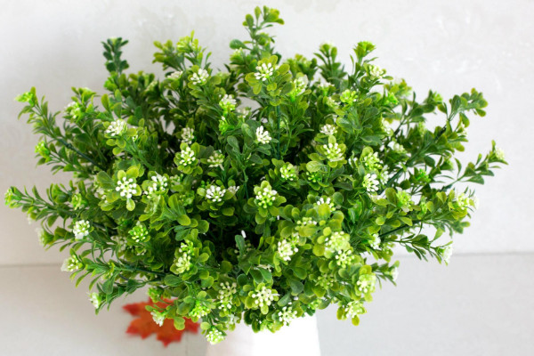 米兰叶子发黄怎么办,调整浇水及光照/通风换盆