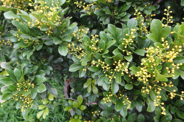 米兰叶子发黄怎么办,调整浇水及光照/通风换盆