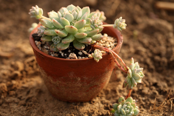 多肉缀化是什么意思,人工干预培养的变异植株