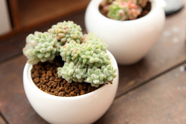 多肉缀化是什么意思,人工干预培养的变异植株