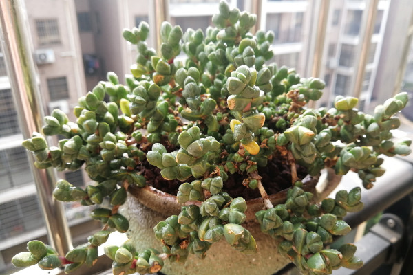 多肉缀化是什么意思,人工干预培养的变异植株