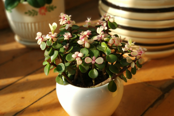 金枝玉叶什么时候开花，5月是花期(8~9月是果期）