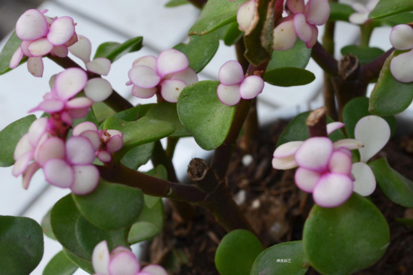 金枝玉叶什么时候开花，5月是花期(8~9月是果期）