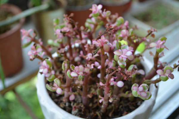 金枝玉叶什么时候开花，5月是花期(8~9月是果期）