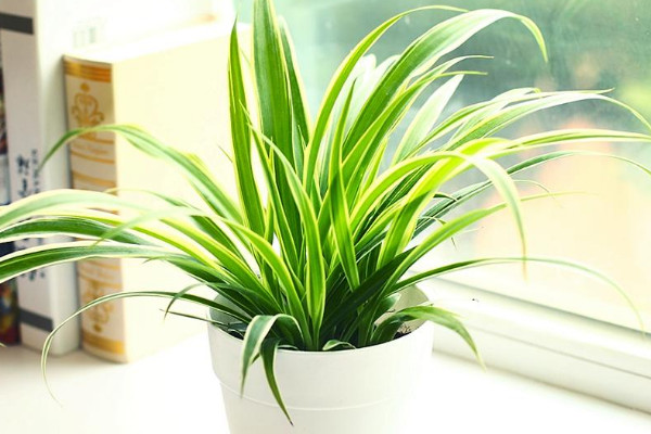 客厅适合放什么花,吊兰/月季花/鸭跖草/富贵竹