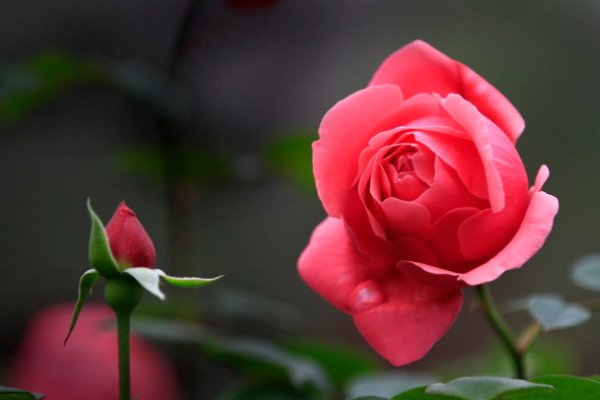 客厅适合放什么花,吊兰/月季花/鸭跖草/富贵竹