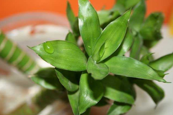 客厅适合放什么花,吊兰/月季花/鸭跖草/富贵竹