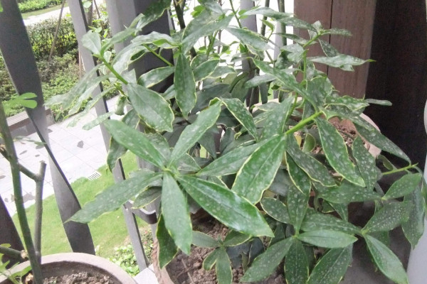 金边瑞香掉叶子怎么办,控水通风/杀菌除虫