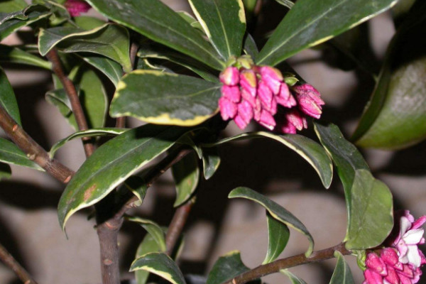 金边瑞香掉叶子怎么办,控水通风/杀菌除虫