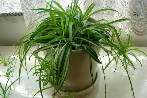 什么绿植除甲醛最好,吊兰被称为除甲醛之王