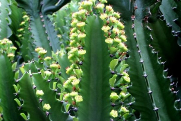 霸王鞭有毒吗，毒性存在于植株的汁液中