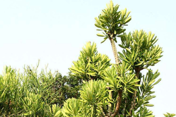 霸王鞭有毒吗，毒性存在于植株的汁液中