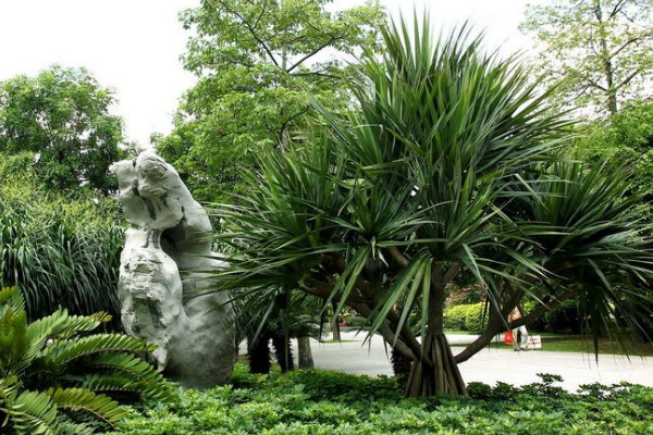 龙血树叶子尖发黄干枯，光照过强/通风不畅导致