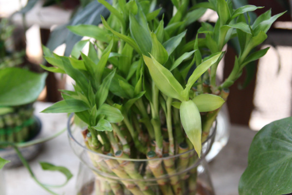 竹子的种类有哪些,凤尾竹富贵竹可在家中盆栽