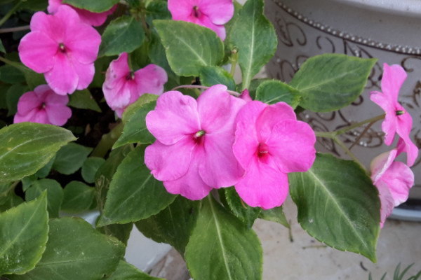 一年四季都盛开的花是什么花，扶桑花榜上有名