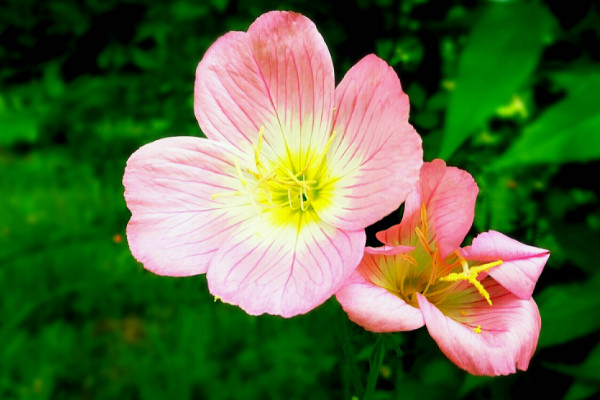 五月份开什么花，美丽月见草/月季/五色梅/铃兰等