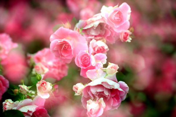 五月份开什么花，美丽月见草/月季/五色梅/铃兰等