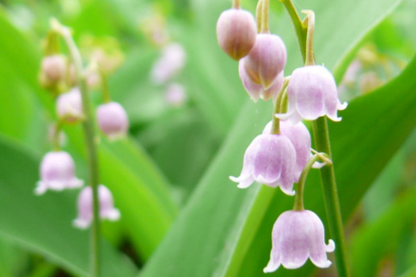 五月份开什么花，美丽月见草/月季/五色梅/铃兰等