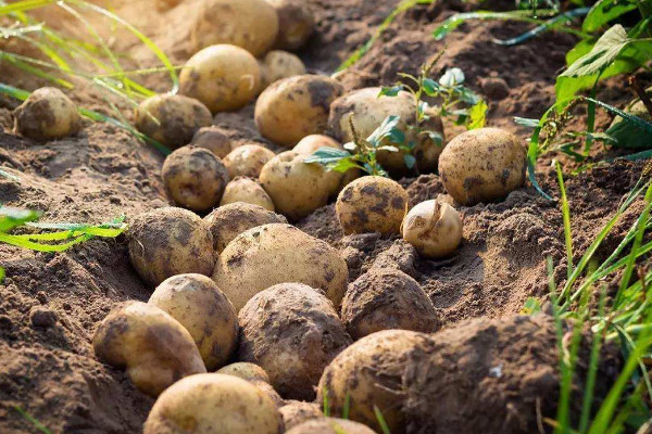 土豆种植技术,种植时间选择春季或晚秋