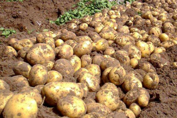 土豆种植技术,种植时间选择春季或晚秋