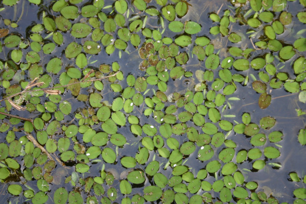 水生花卉有哪些，分为沉水/挺水/浮叶/漂浮四大种类