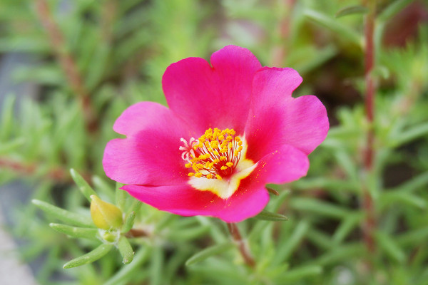 午时花是什么花，梧桐科午时花属一年生草本植物