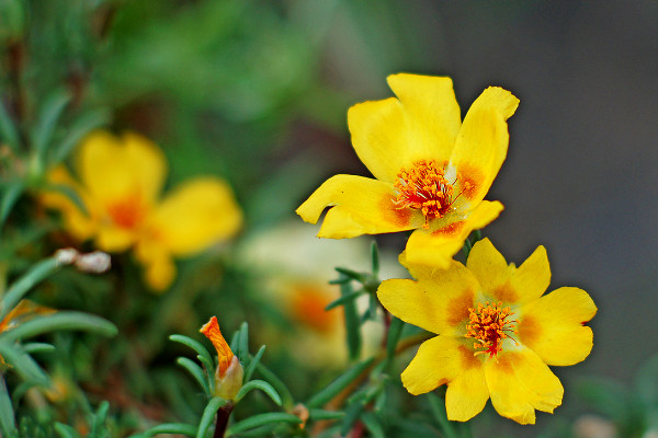 午时花是什么花，梧桐科午时花属一年生草本植物