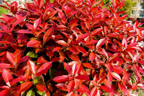 哪些花不可以用啤酒浇，铁线莲/红叶石楠/番红花等