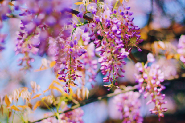 爬藤的花卉有哪些，爬藤月季/牵牛花/三角梅/紫藤花等