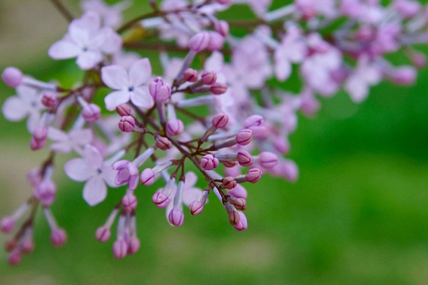 北方春天适合种什么花，迎春花/丁香花/玉簪花/茶花