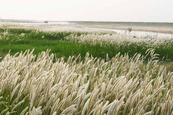 白茅和芦苇的区别，叶片/花朵/根茎/功效不同